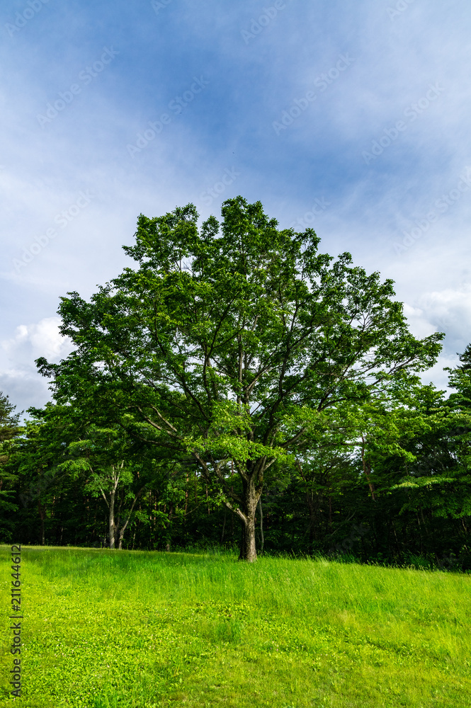Fototapeta premium 北軽井沢の牧草地