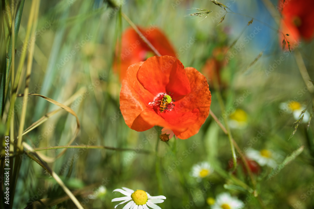 Klatschmohn in Sommerwiese mit Biene, Hintergrund Mohnblume Bokeh