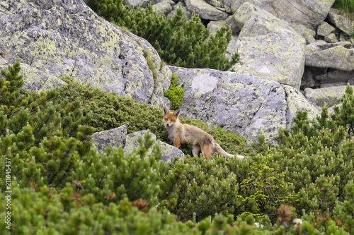 Fox on the rock. Tatra Mountains. Slovakia.