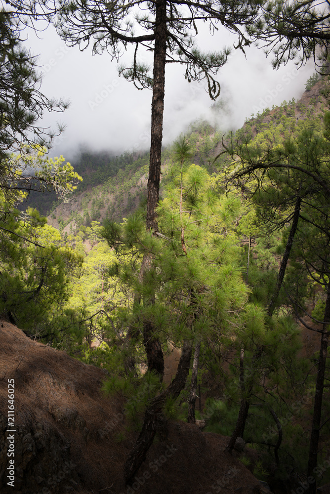 Obraz premium Fog valley