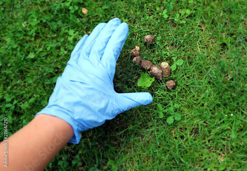 Hand with plastic blue gloves gathering cleaning dog poo exctrements