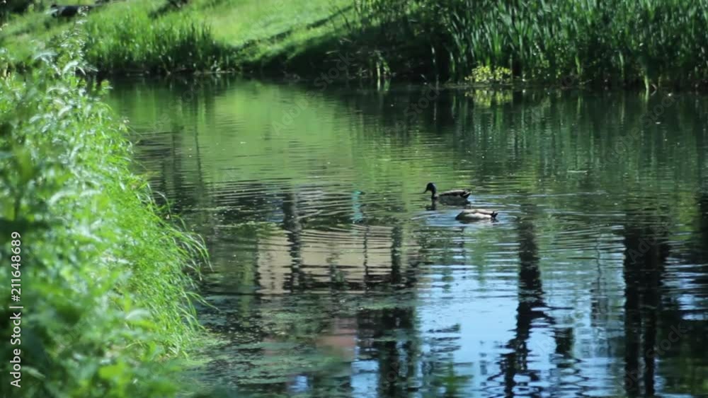 Duck Tries To Catch Fish In Lake Duck Tries To Catch Fish In Lake