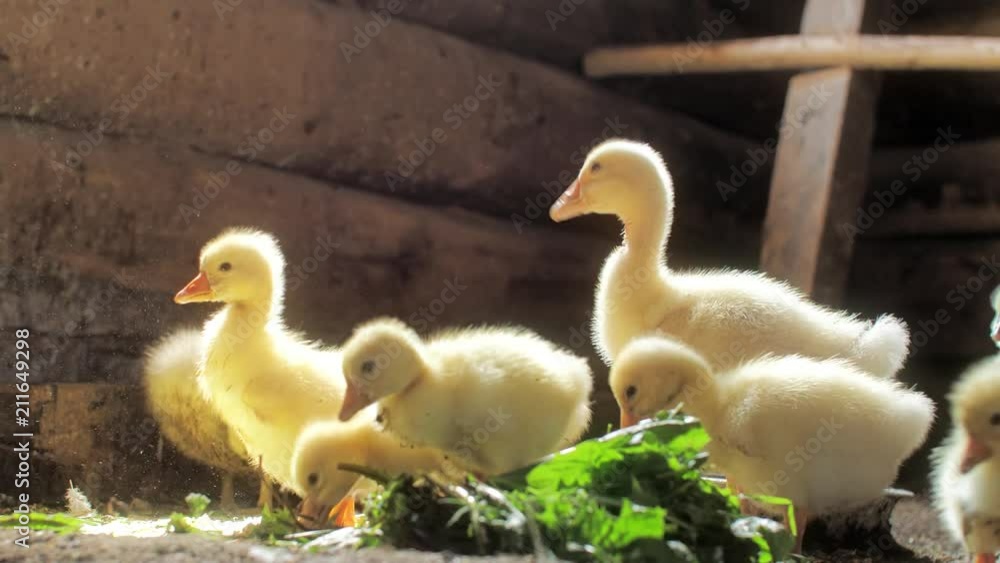 Small yellow geese pluck green grass. Chicks eating. Small yellow geese pluck green grass. Chicks eating.
