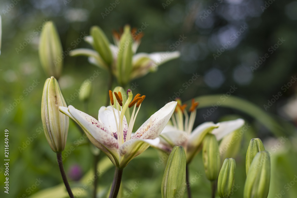 Obraz premium White with burgundy lilies blooming in the garden