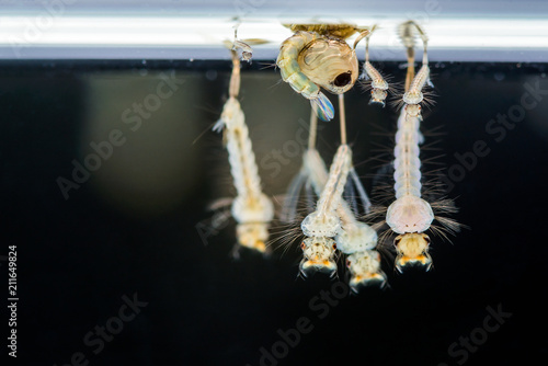 Mosquito larvae, Animals as carriers of diease disease was underwater with black background in Thailand.