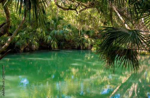 The lake is overgrown with tropical vegetation. The reflection in green water. Scenic view.