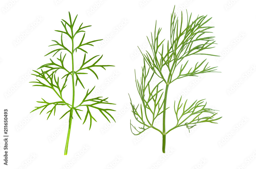 Ripe green dill herb leaf macro isolated on white background. Ripe green dill herb leaf macro isolated on white background.