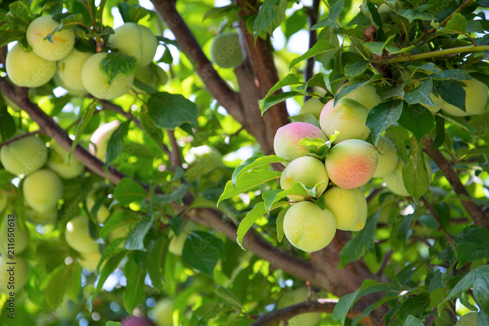 Victoria plums on the branch of tree Victoria plums on the branch of tree