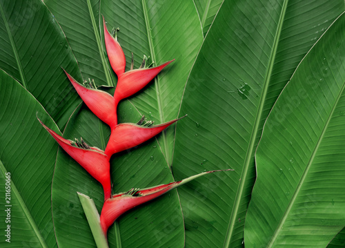 Paradise heliconia flower with tropical leaves nature background photo