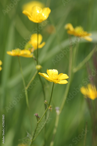 Waxy or bright yellow flower, the buttercup is known as a flower or a weed..