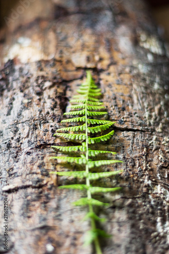 branch of the fern on the trunk of the old tree. selective focus