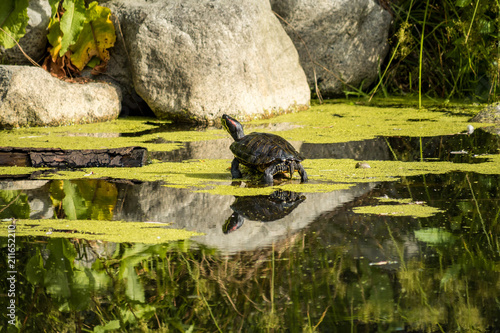 one turtle on the rock in the algae filled pond under the sun © Yi