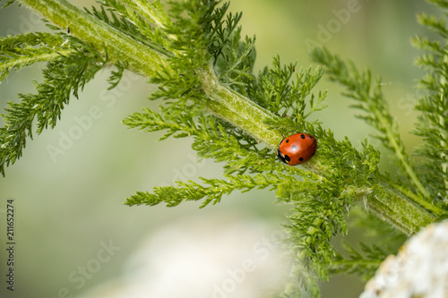 tiny ladybug climbing up the branch of a plant under the sun
