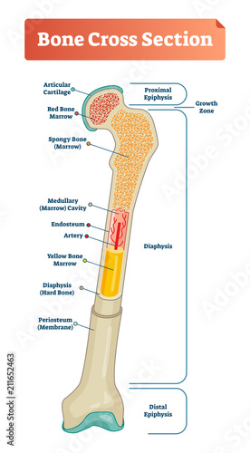 Vector illustration scheme of bone cross section. Diagram with articular cartilage, marrow, spongy bone, medullary cavity, endosteum, diaphysis, and periosteum. photo