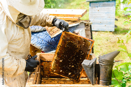 Unidentified beekeeper holding honeycomb with bees to control si