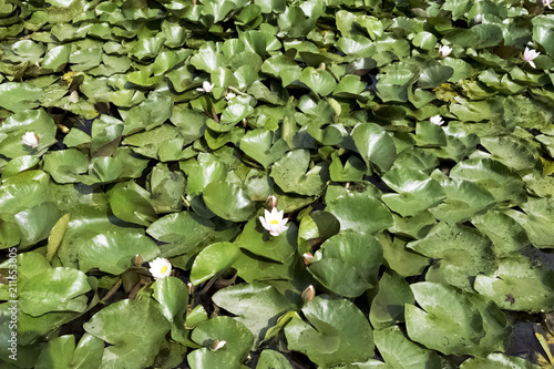 Water lilies (nymphaeaceae or lily pad) in Shefield Lake - Uckfield, United Kingdom