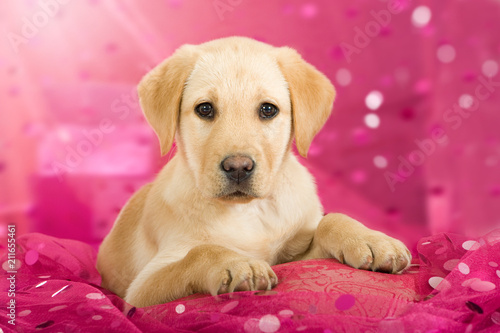 Labradorwelpe auf rosa Hintergrund