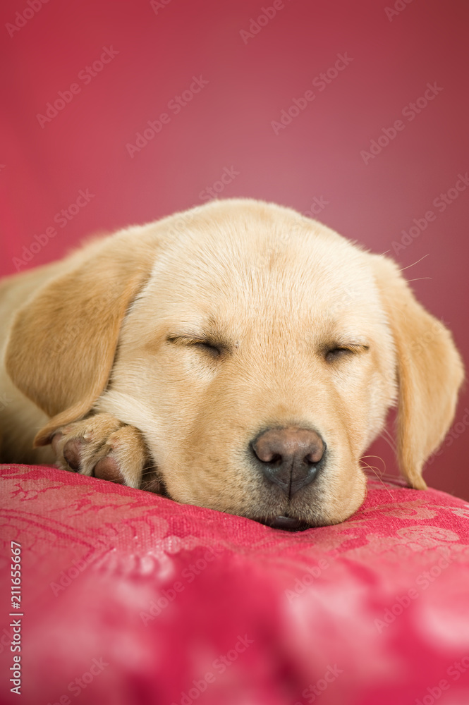 Schlafender Labradorwelpe auf rosa Hintergrund