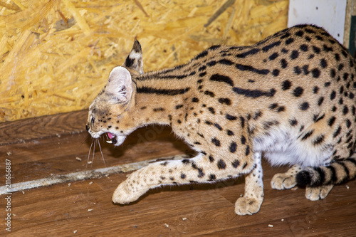 Adult male Serval photo