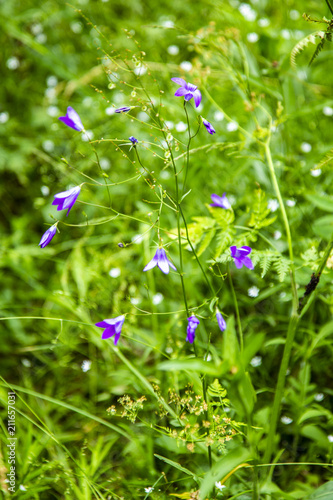 Meadow flowers