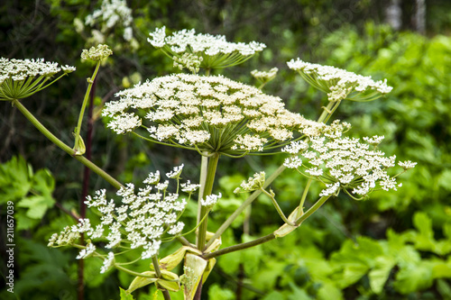Poisonous plant Hogweed