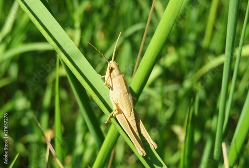 Valokuva Yellow grasshopper on grass in the garden, closeup