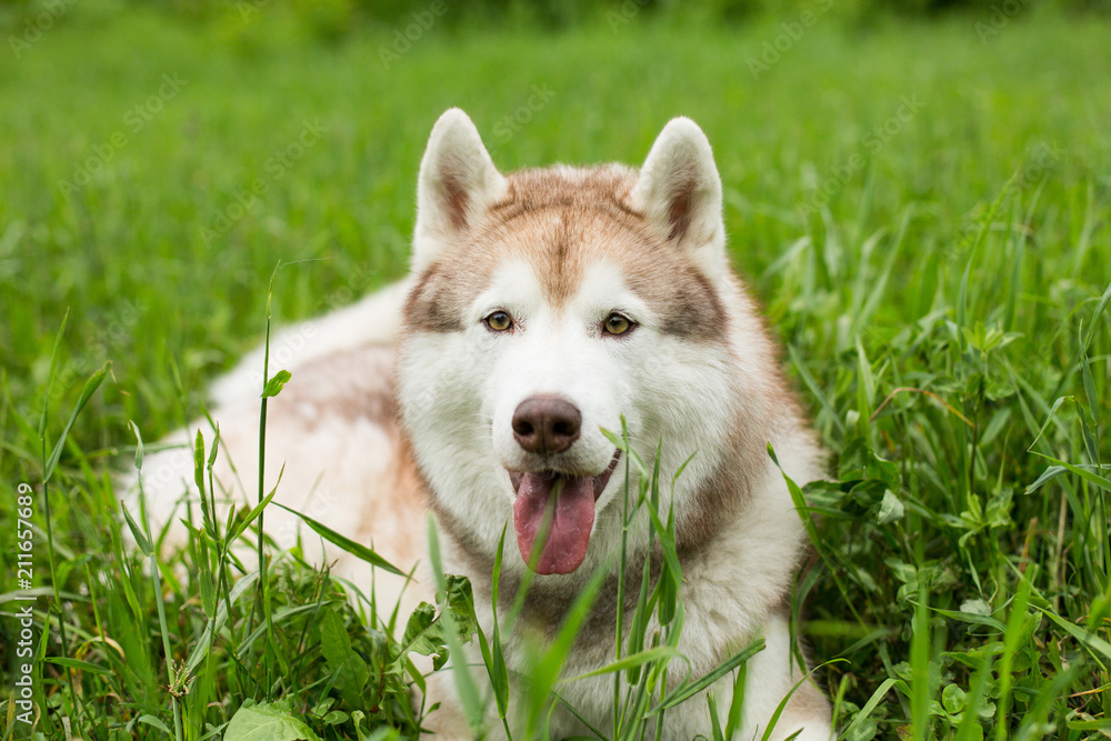 Portrait of smiley beige dog breed siberian husky with tonque hanging out lying in the green forest