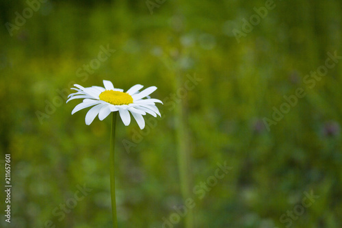 Wild White Daisies in a Natural Green Grassy Meadow in the Woods