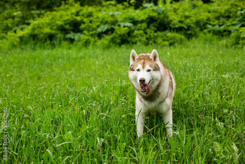 Portrait of smiley beige dog breed siberian husky with tonque hanging out sitting in the green grass Portrait of smiley beige dog breed siberian husky with tonque hanging out sitting in the green grass