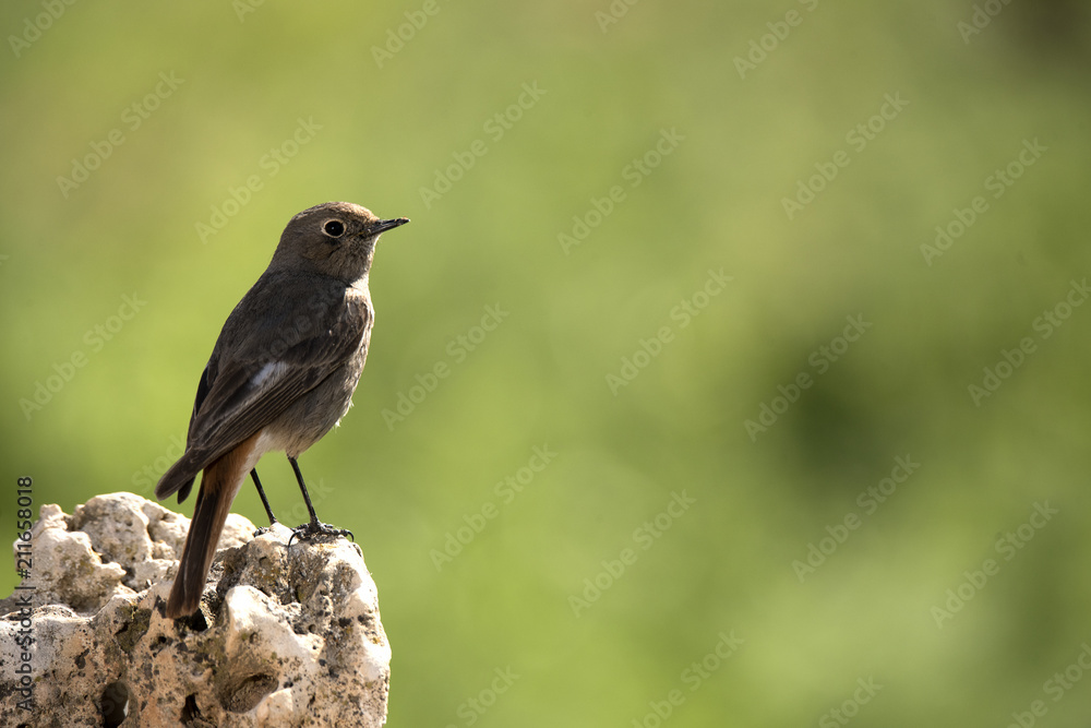 Obraz premium Black Redstart (Phoenicurus ochruros)