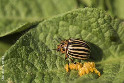Eggs and Colorado potato beetle eats potato leaves, Leptinotarsa decemlineata photo