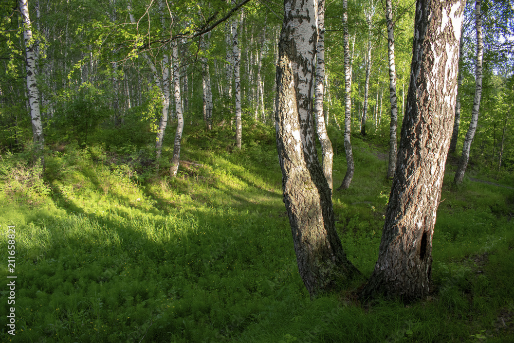 Forest Forest