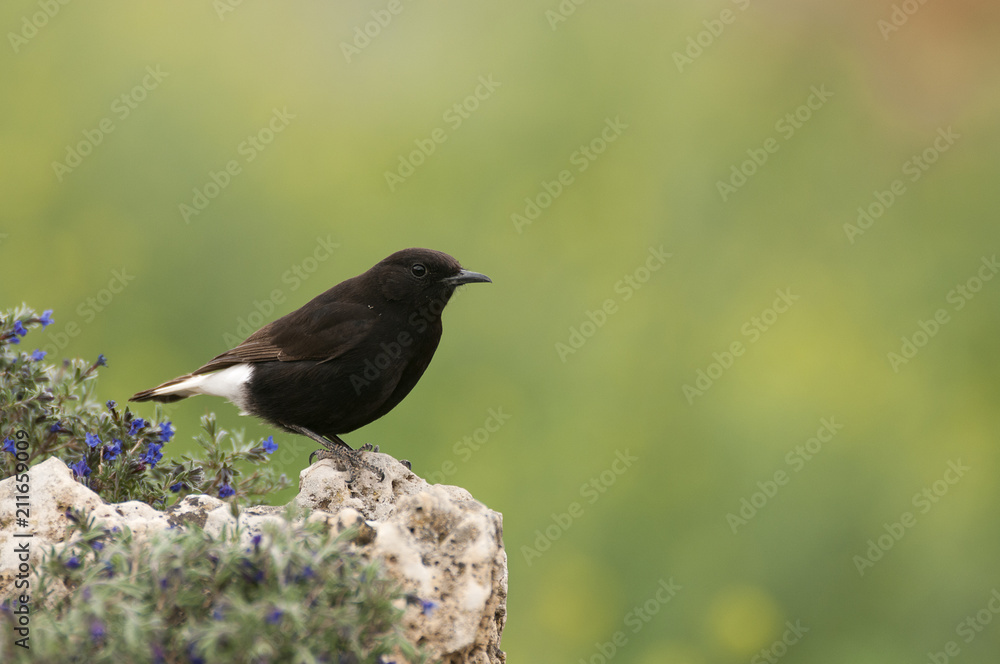 Obraz premium Male of Black wheatear, Oenanthe leucura