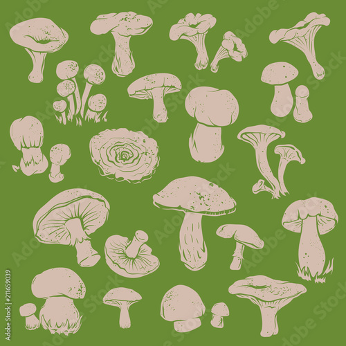 Set of Vector Hand-drawn Contours of Various Mushrooms