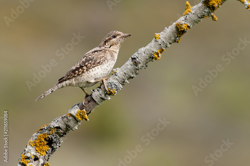 Wryneck (Jynx torquilla)