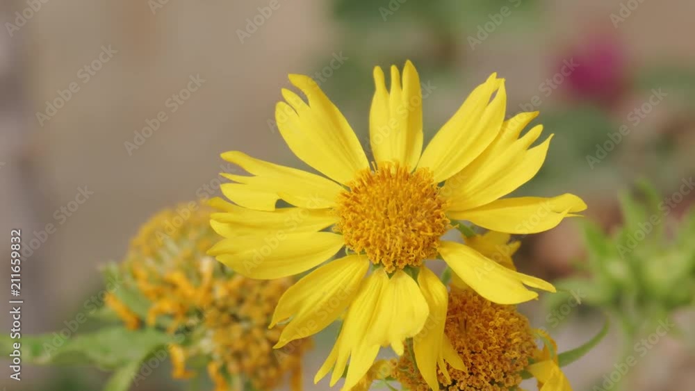 A yellow chrysanthemum coronarium quickly moving on strong wind A yellow chrysanthemum coronarium quickly moving on strong wind