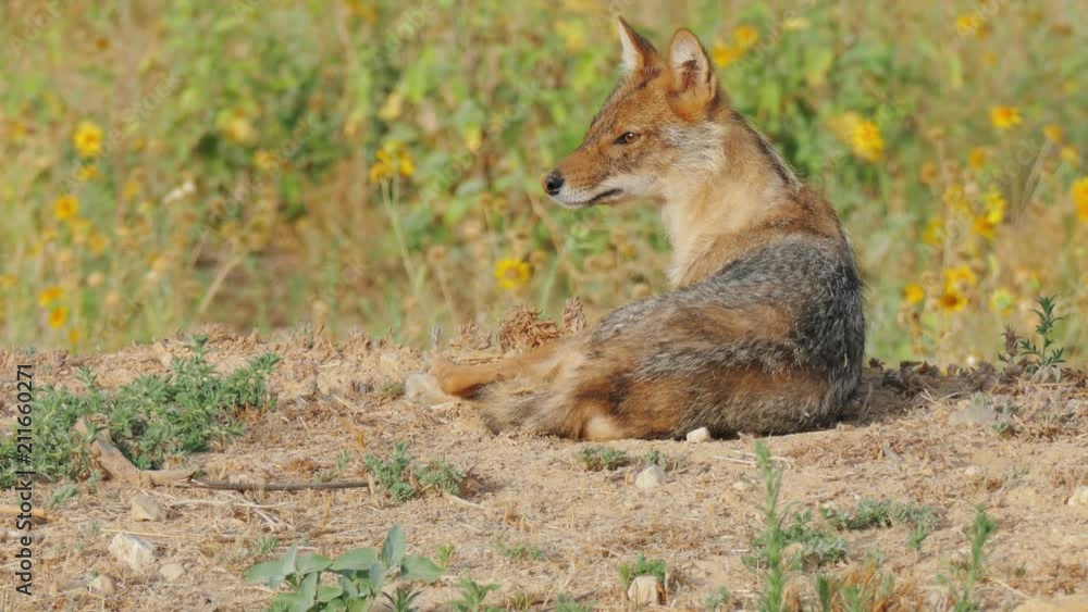 Jackal lies on the edge of a blossoming field and catches flies with his mouth Jackal lies on the edge of a blossoming field and catches flies with his mouth