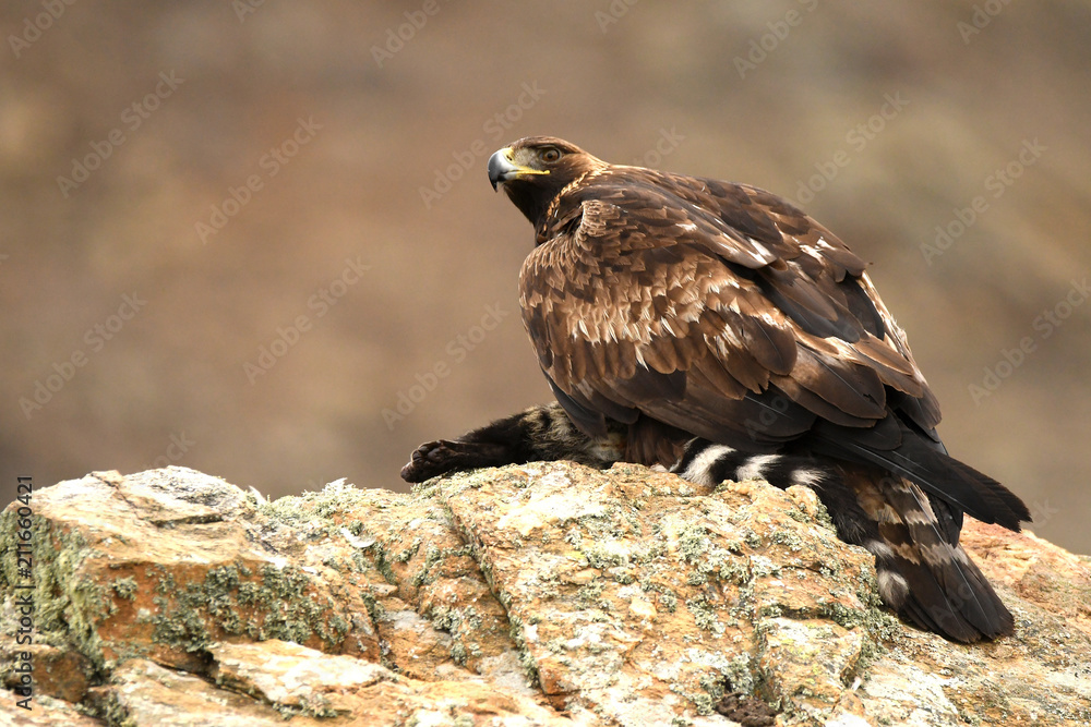 real adulta con una gineta