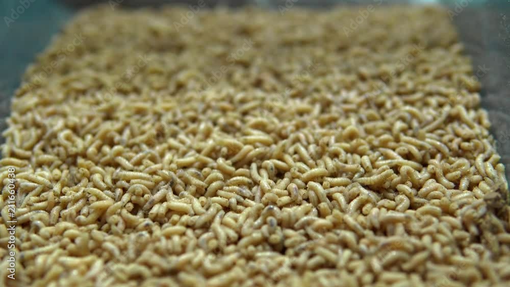 white maggots of a fly in a white box. for fishing bait white maggots of a fly in a white box. for fishing bait