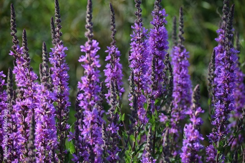 Loosestrife