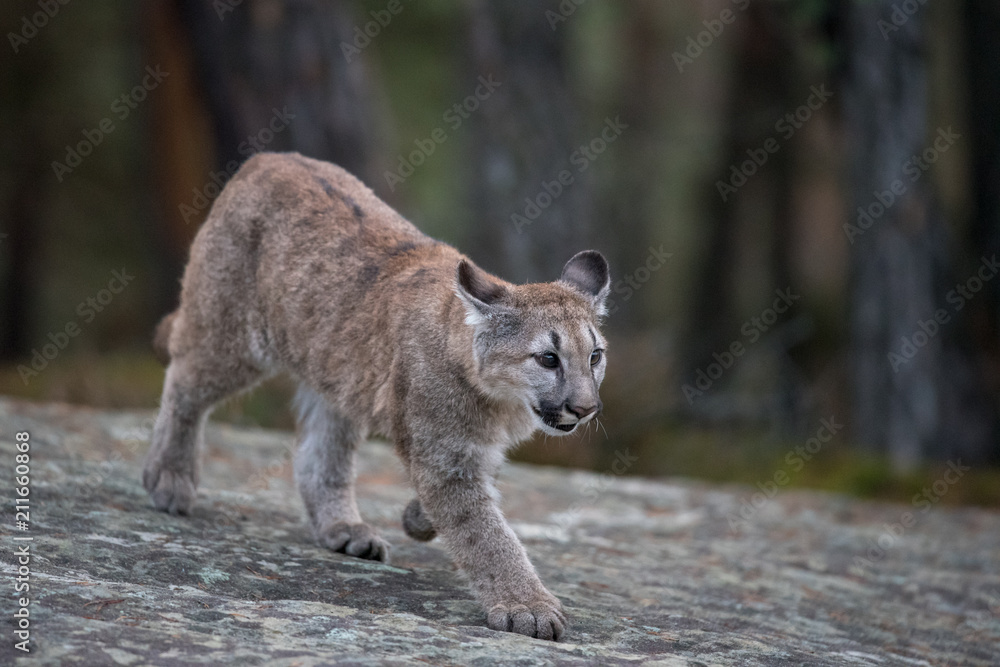 Naklejka premium An endangered Florida PantherCougar(Puma concolor)