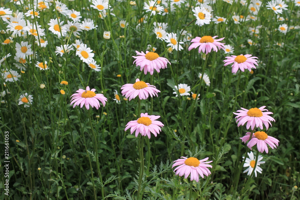 Fototapeta premium chamomile