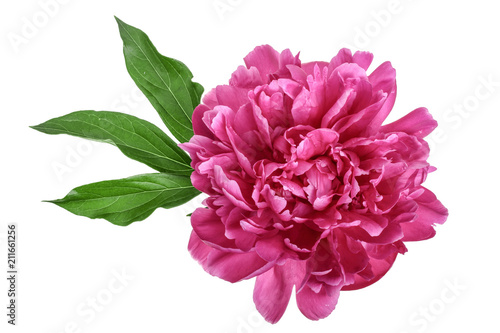 pink peony flower isolated on white background close up