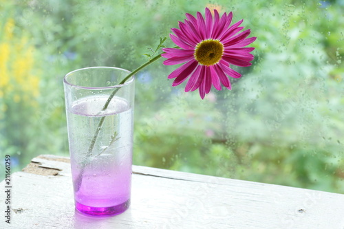 one pink chamomile on the table by the window in a glass raindrops on the window