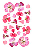 Pressed multicolour geranium set perspective. Dry delicate  isolated flowers and petals of pelargonium