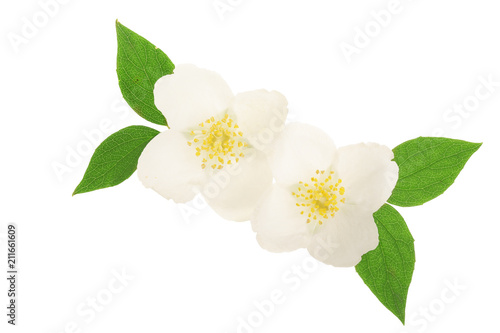 jasmine flower decorated with green leaves isolated on white background closeup © kolesnikovserg
