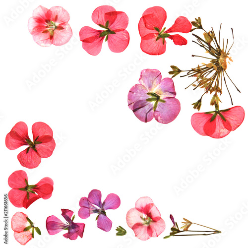 Border of red pink brown geranium perspective, part of frame made of dry delicate flowers and petals of pelargonium, isolated on white background scrapbook