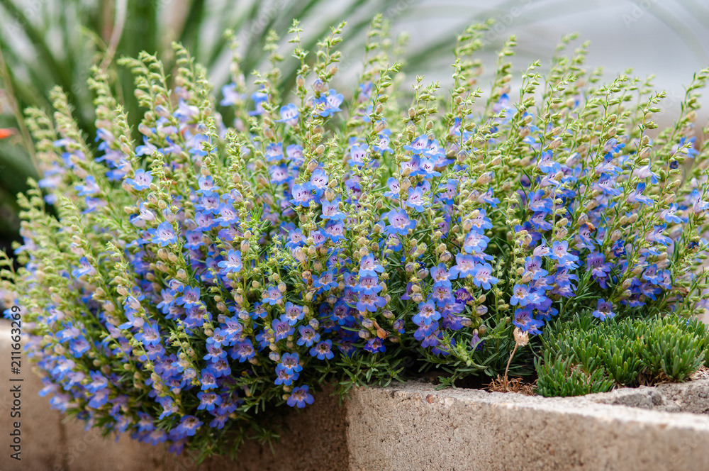 Obraz premium penstemon