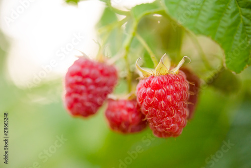 Red Ripe Raspberries Growing in the Garden