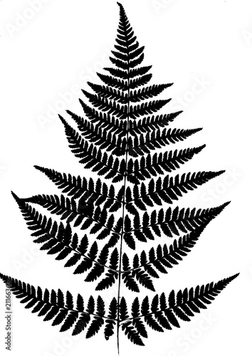 Leaves of Fern. Black silhouette isolated on white background. Macro.